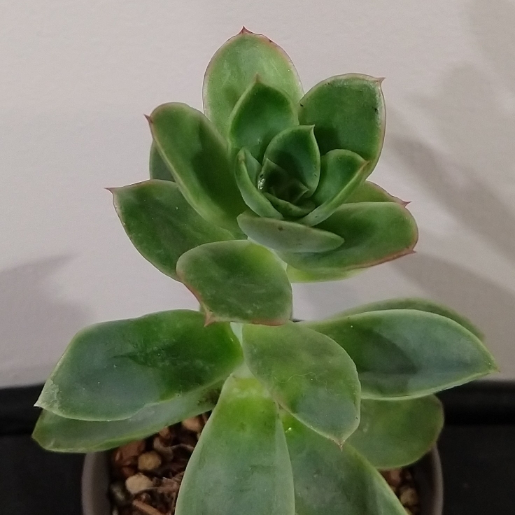 Plant image Echeveria Yamatoren