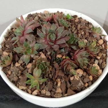 Sempervivum