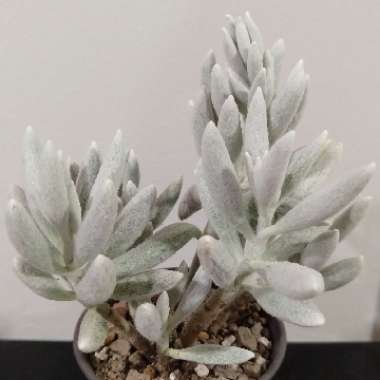 Senecio Haworthii