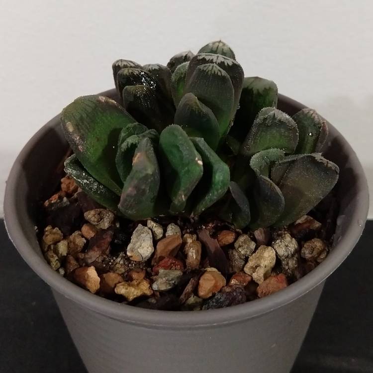 Plant image Haworthia Maughanii x Truncata