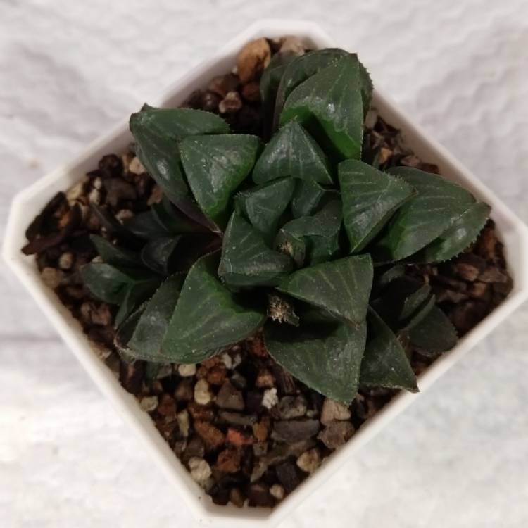 Plant image Haworthia mirabilis