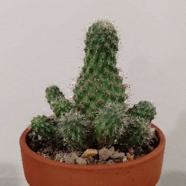 Rebutia Fulviseta 