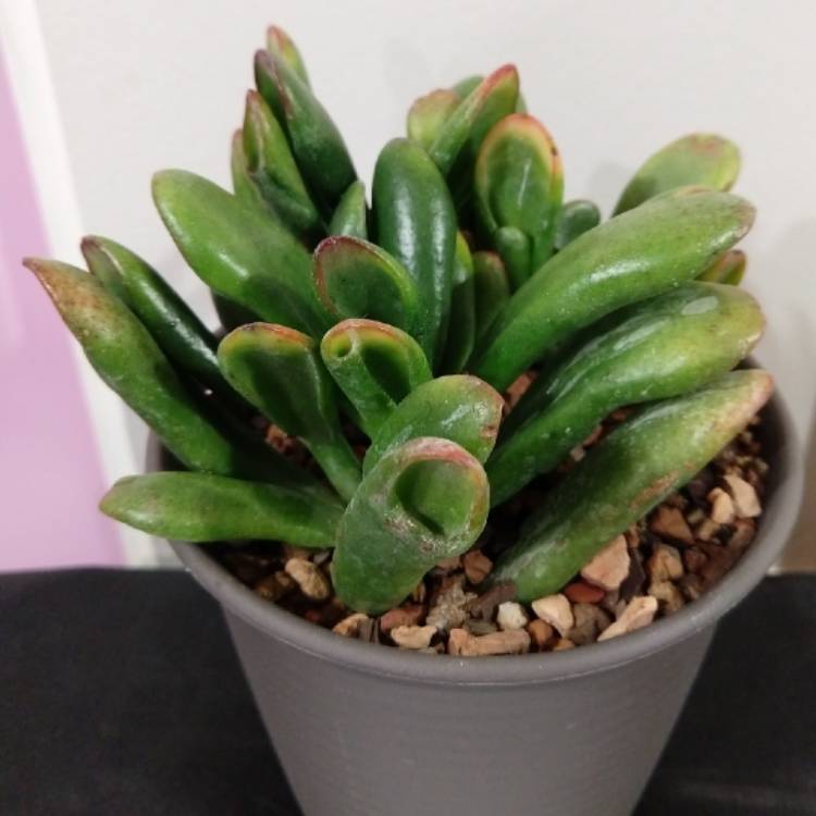 Plant image Crassula Ovata 