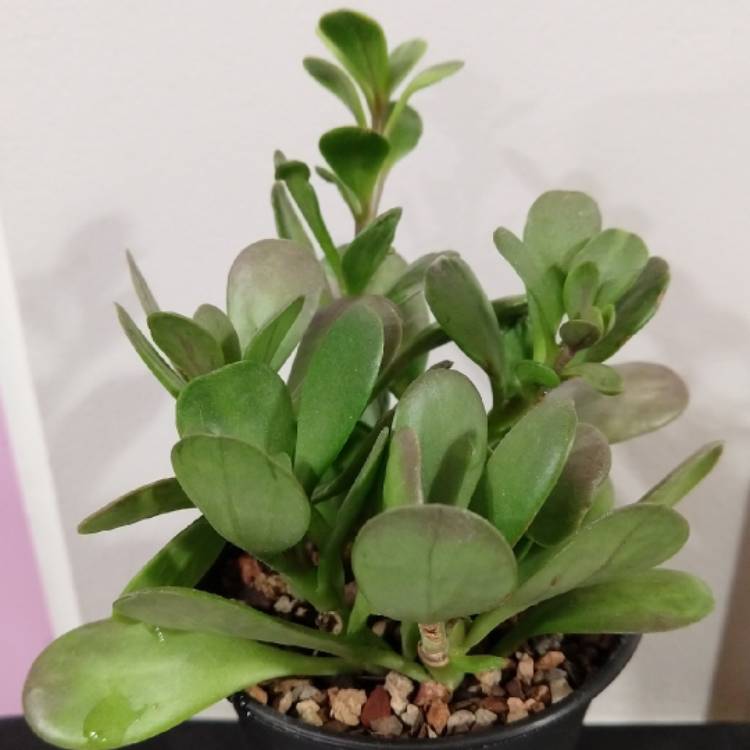 Plant image Crassula Platyphylla