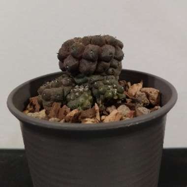 Copiapoa hypogaea