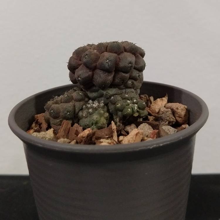 Plant image Copiapoa hypogaea