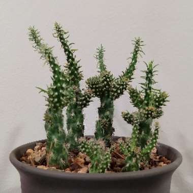 Cylindropuntia