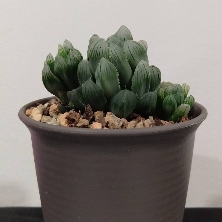 Plant image Haworthia cooperi var. truncata 