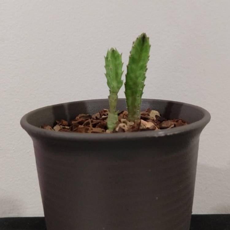 Plant image Stapelia gettleffii