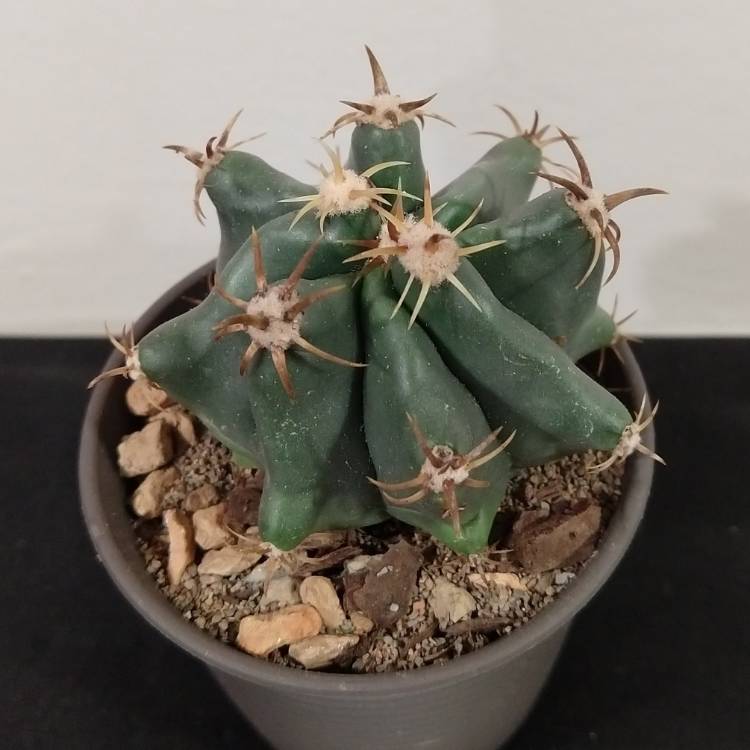 Plant image Ferocactus emoryi