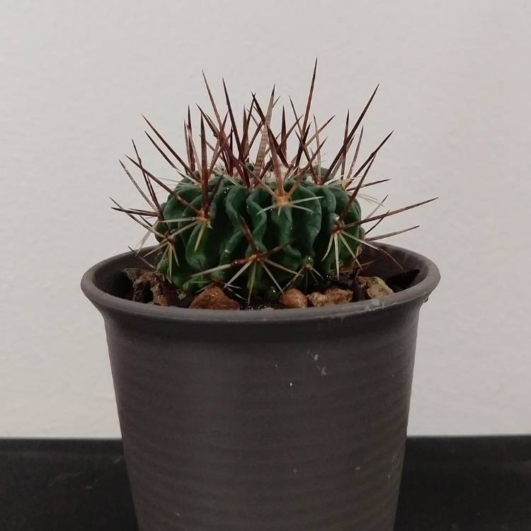 Plant image Stenocactus  syn. Echinofossulocactus