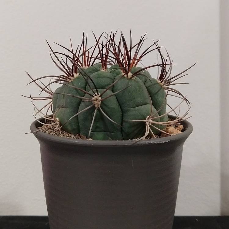 Plant image Gymnocalycium saglionis