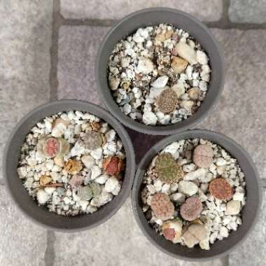 Lithops