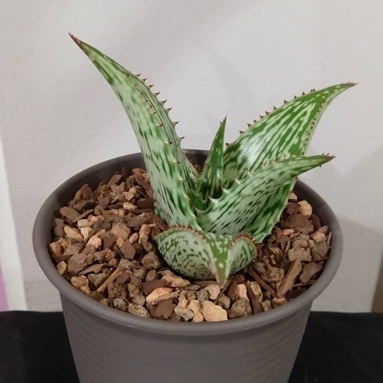 Plant image Aloe hemmingii