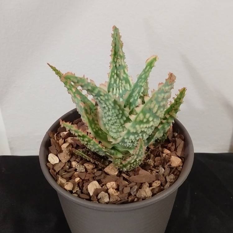 Plant image Aloe Oik