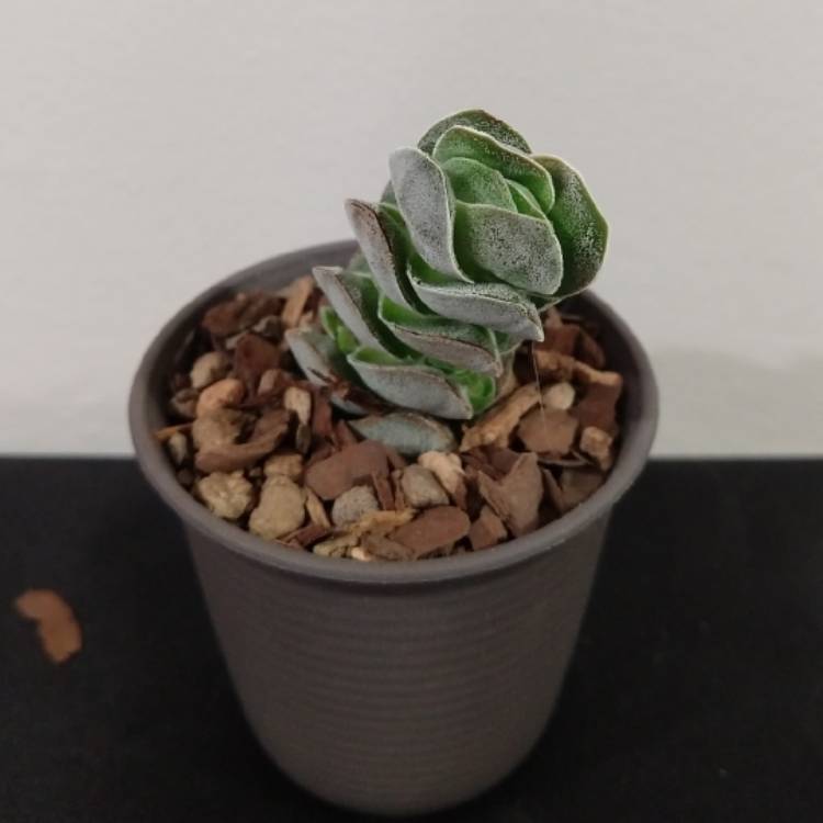 Plant image Crassula pangolin