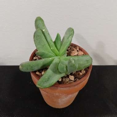 Glottiphyllum oligocarpum