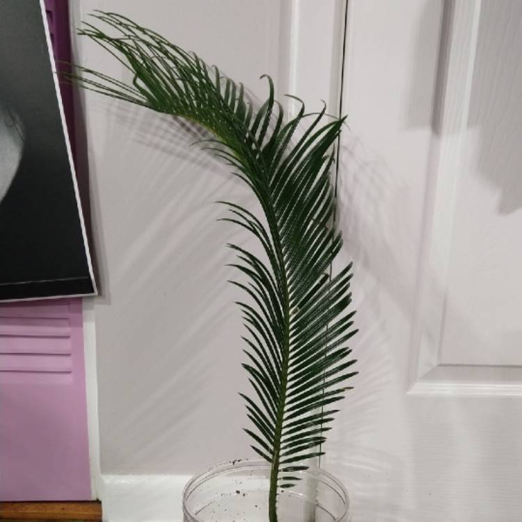 Plant image Cycas revoluta