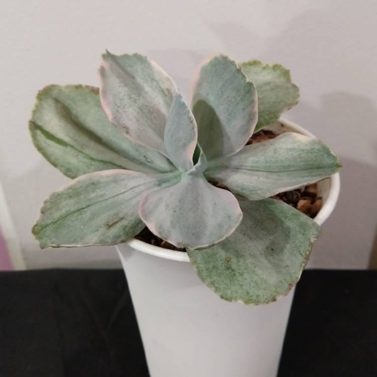 Plant image Echeveria Decora