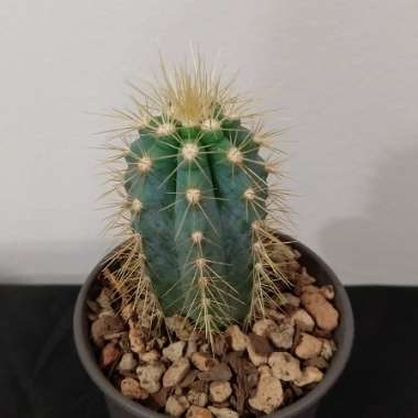 Pilosocereus azureus