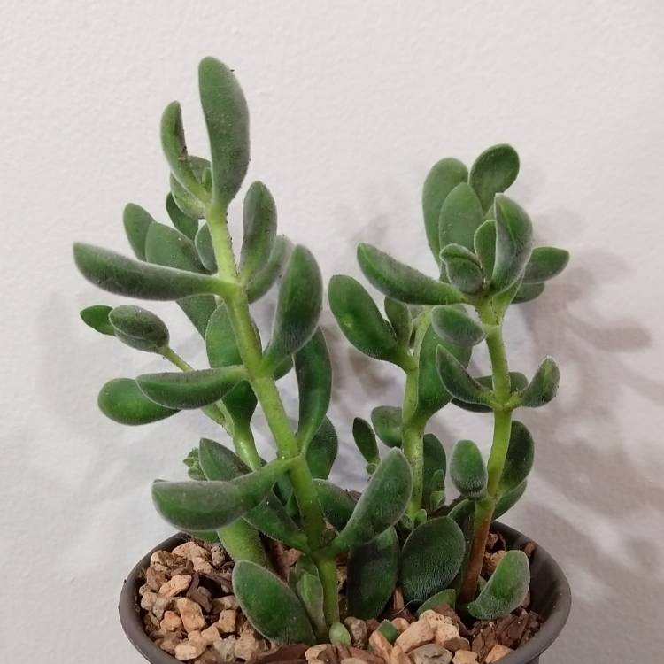 Plant image Crassula congesta