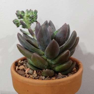 Echeveria Tolimanensis