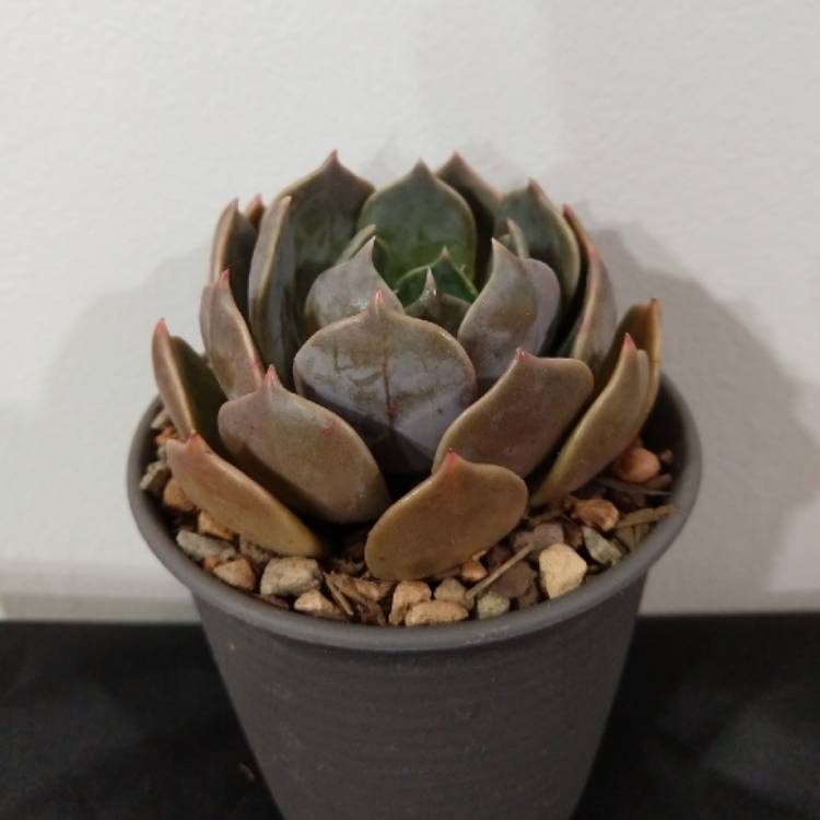 Plant image Echeveria Linda Jean