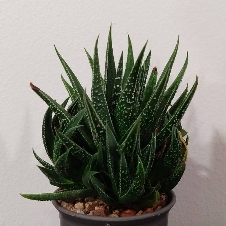 Haworthia Marginata , - uploaded by @fairlyoddblu