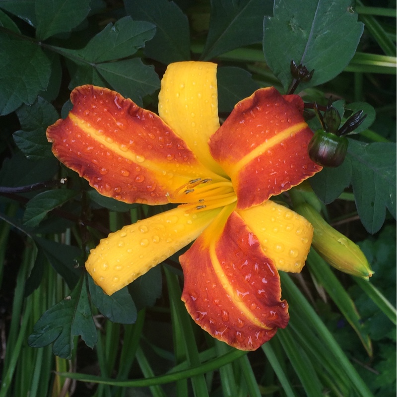 Daylily