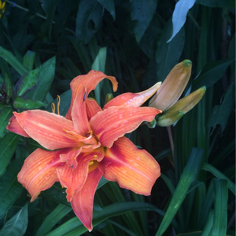 Daylily 'Kwanso'