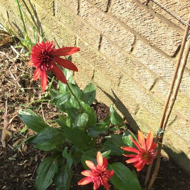 Coneflower 'Eccentric'