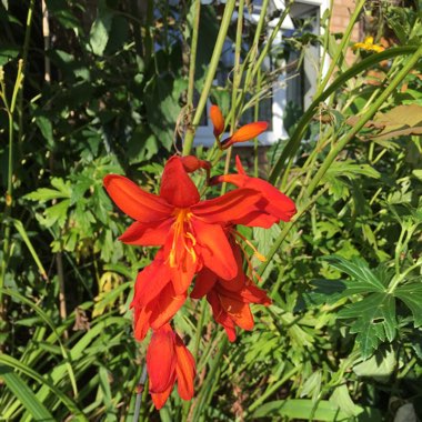 Montbretia 'Emily McKenzie'