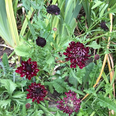 Scabiosa 'Ace of Spades'