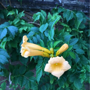 Trumpet Vine