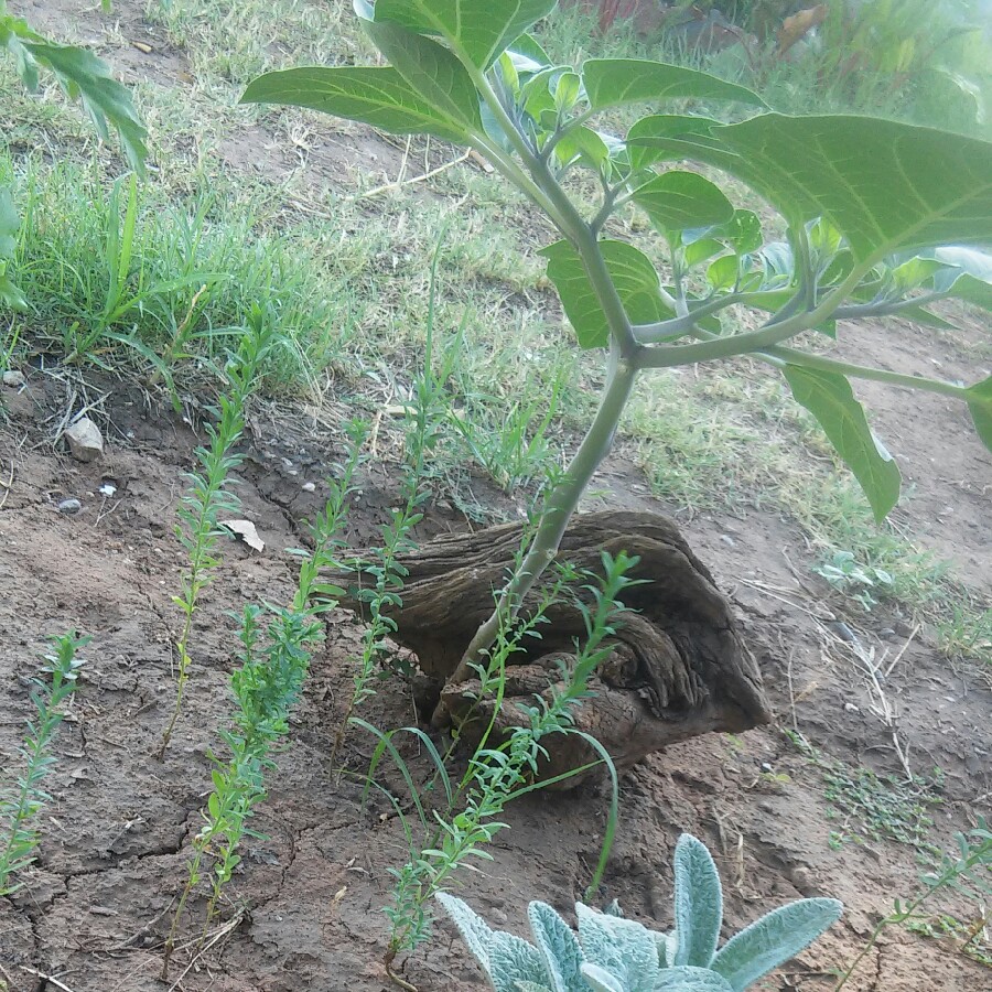 Plant image Datura inoxia