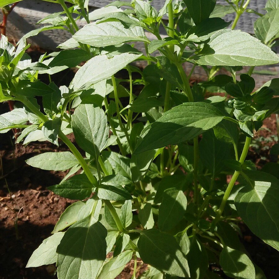 Plant image Ocimum x africanum  syn. Ocimum basilicum 'Lemon', Ocimum basilicum var. citriodorum, Ocimum x citriodorum, Ocimum citrodorum