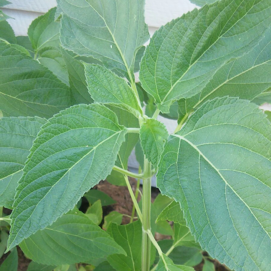 Plant image Salvia hispanica