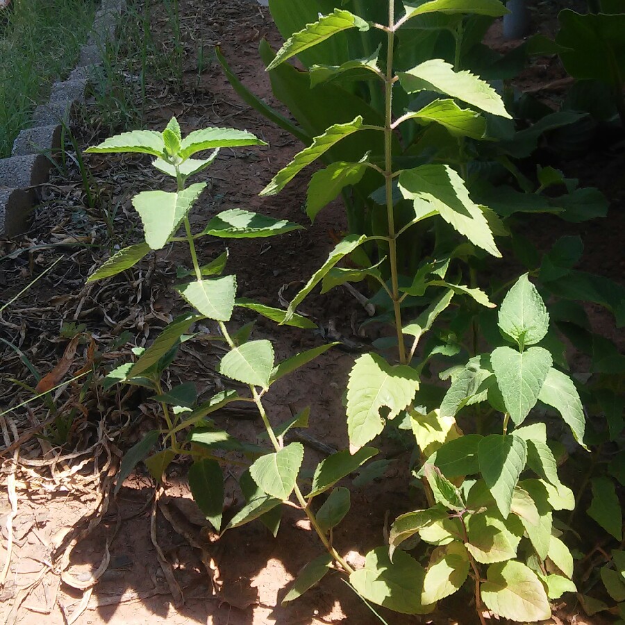 Plant image Monarda 'Mahogany'