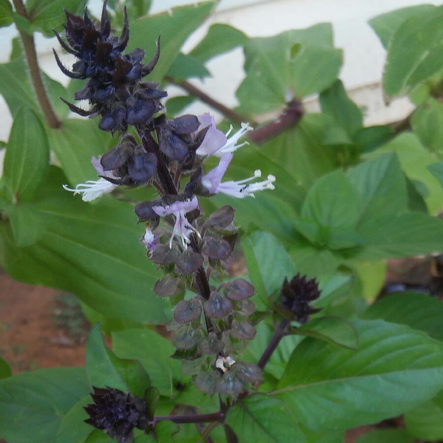 Ocimum basilicum 'Cinnamon'