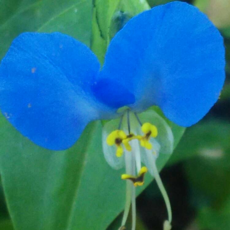 Plant image Commelina cyanea