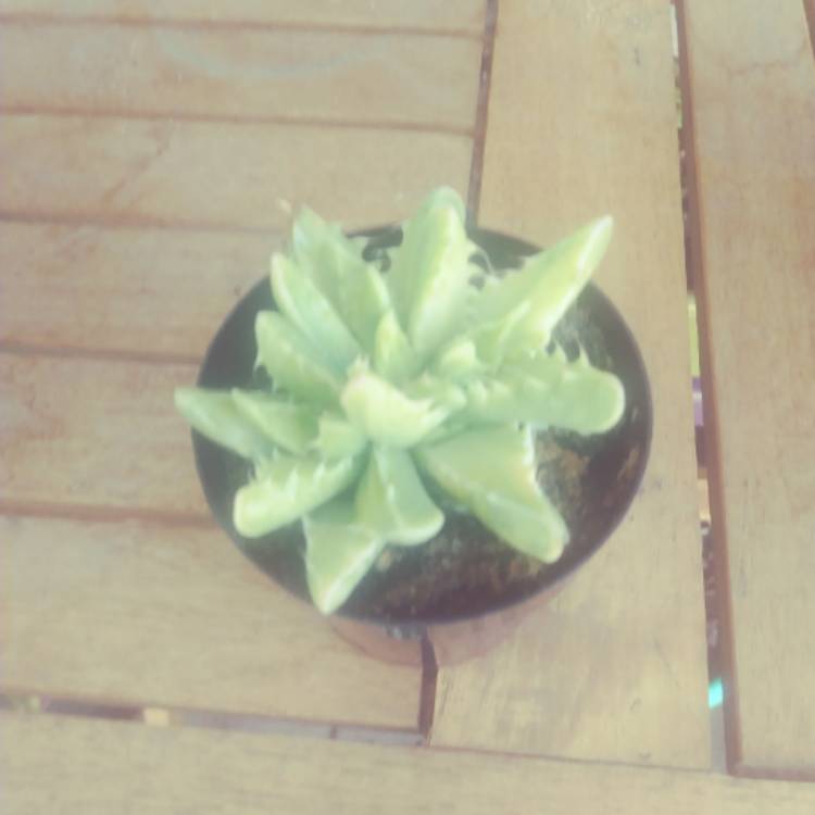 Plant image Faucaria tigrina variegata