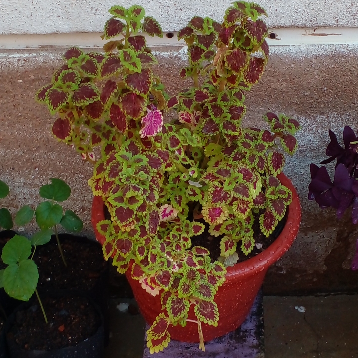 Plant image Plectranthus scutellarioides 'Gator Glory'