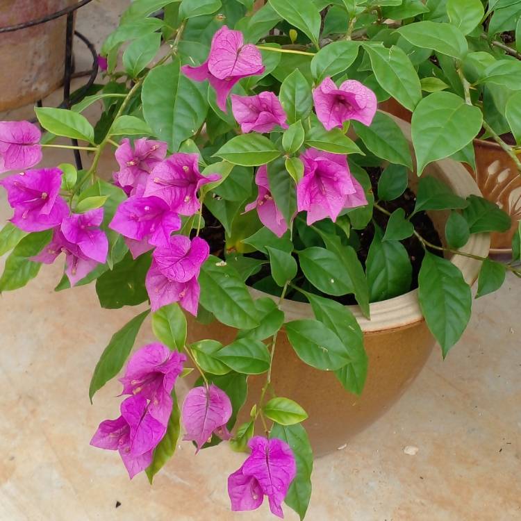 Plant image Bougainvillea Spectabilis 'Alexandra'