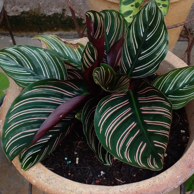 Plant image Calathea Ornata 'Beauty Star'