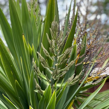 Cabbage Tree