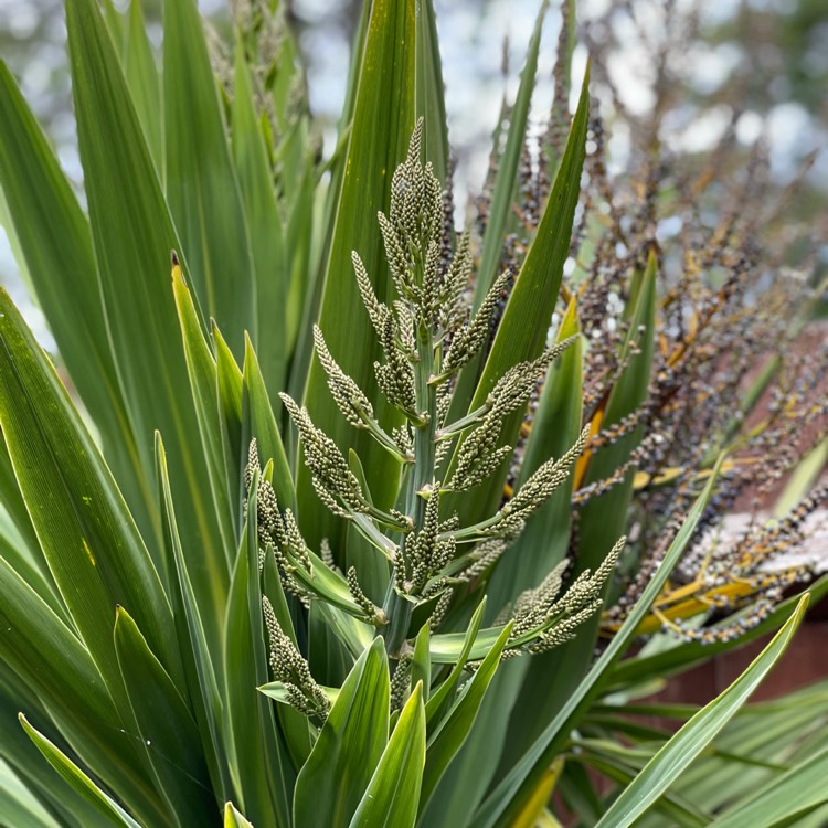 plant image 1491109