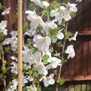 Weeping Cherry Tree 'Snow Showers'