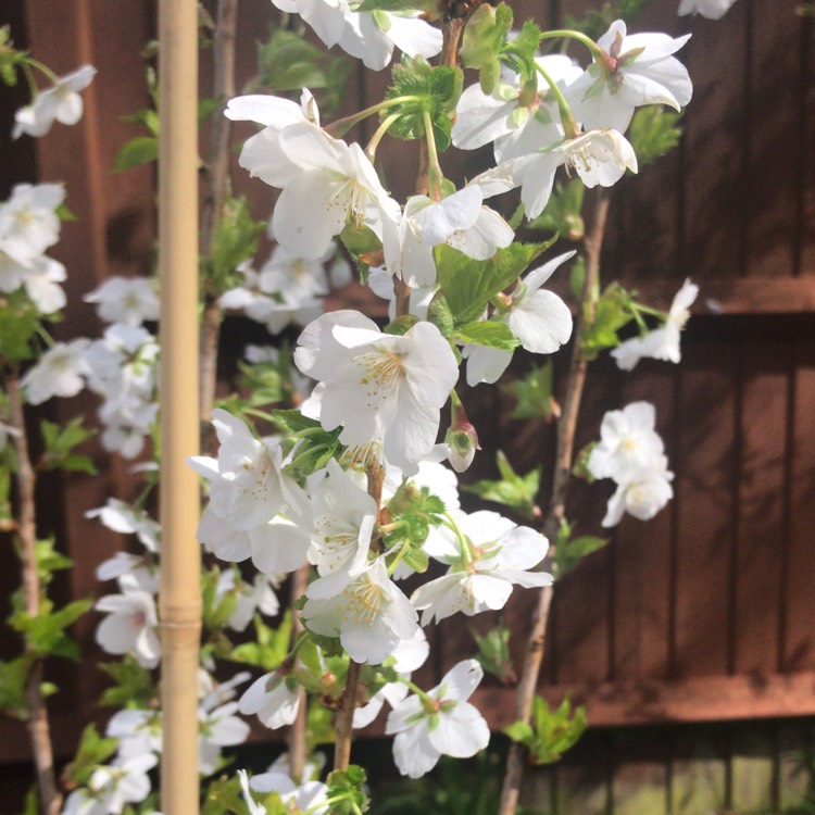 Plant image Prunus 'Snow Showers' syn. Prunus 'Hilling's Weeping'