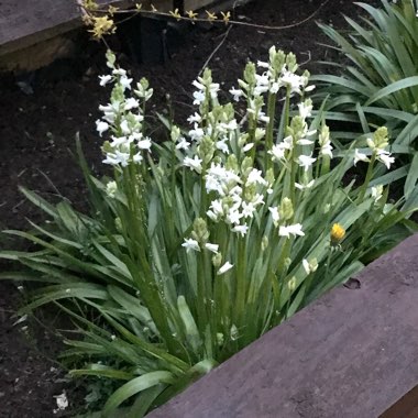 Spanish Bluebells 'Alba'