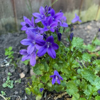 Dalmation Bellflower 'Hoffmann Blue'